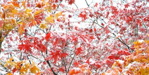 ●3紅葉と雪DSC_1495