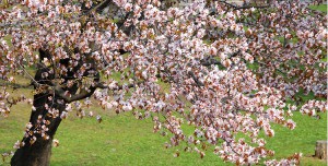 ●3旭川・常磐公園９