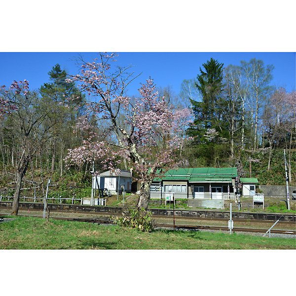 1塩狩峠駅と古木のさくらdsc 3759 子安栄信のカメラ箱