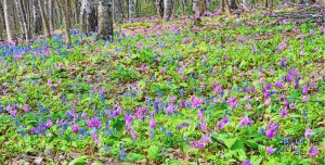 ●6男山自然公園DSC_3982