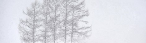 吹雪の中の嵐の五本の木