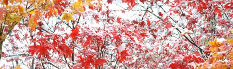 雪と紅葉