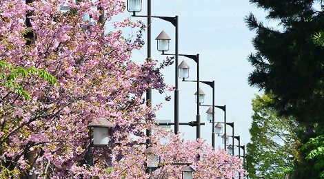 八重桜 満開