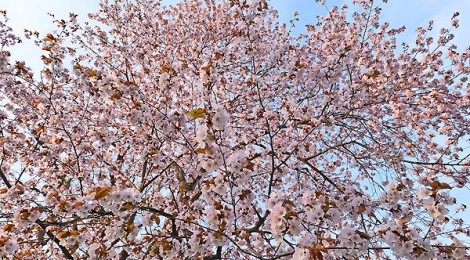 さくら　旭川・常磐公園一帯