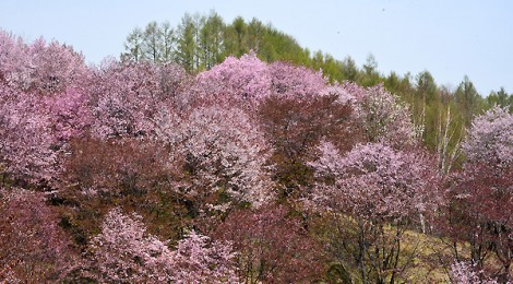 さくら　富良野から美瑛