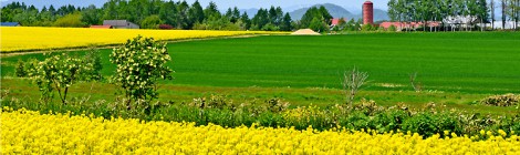 滝川 菜の花畑