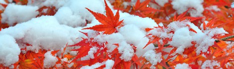 紅葉と雪　旭川初積雪