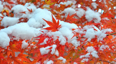 紅葉と雪　旭川初積雪