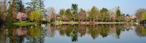 旭川・常磐公園のサクラを追いかけて