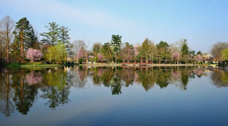 旭川・常磐公園のサクラを追いかけて