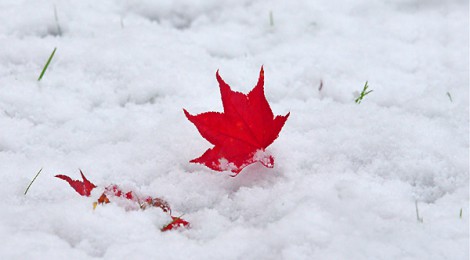 足元の雪と紅葉Ⅰ　常磐公園