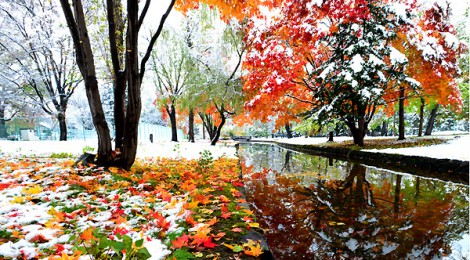 足元の雪と紅葉Ⅱ　常磐公園