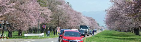 静内２０間道路　桜並木