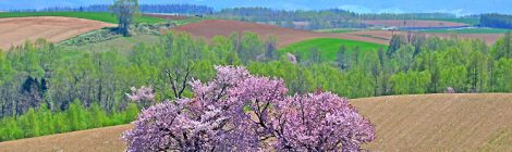 夫婦桜