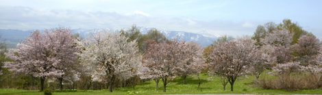 桜 ＆ 梅