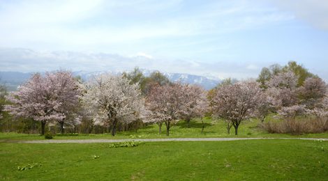 桜 ＆ 梅