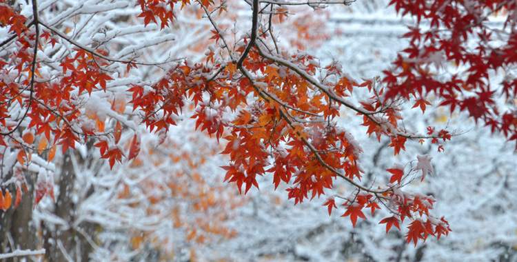 紅葉＆雪